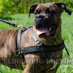 Boxer Dog Harness Pulling, Tracking and Walking