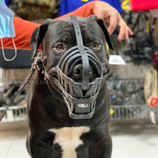 Muzzle for a Mastiff Dog Walking, Training and Traveling