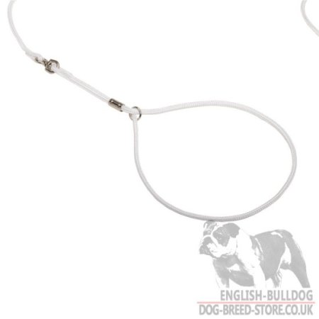 Bulldog Show Lead and Collar of Round Nylon 2-in-1