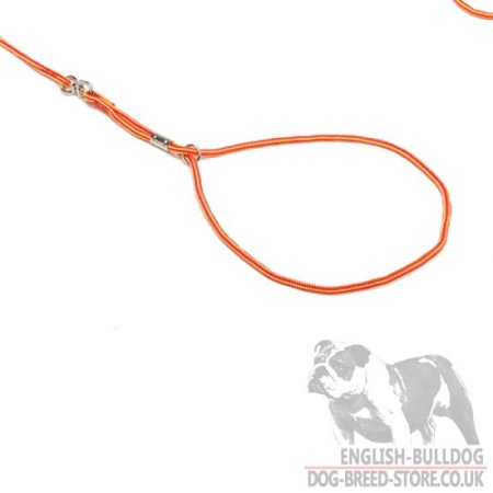 Bulldog Show Lead and Collar of Round Nylon 2-in-1