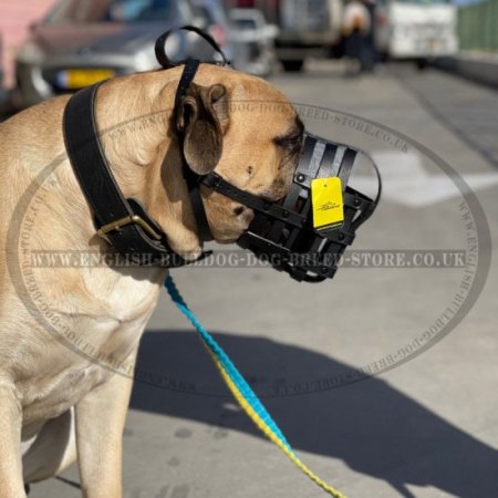 Best Muzzle for Bullmastiff with Sensitive Skin, Made of Natural Leather