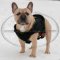 French Bulldog Best Harness for Daily Use and Training