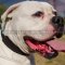 American Bulldog Collar of Felt Padded Leather for Super Comfort