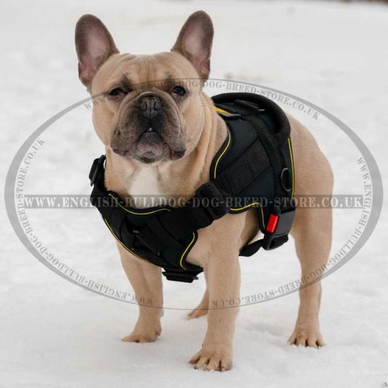 French Bulldog Best Harness for Daily Use and Training - Click Image to Close