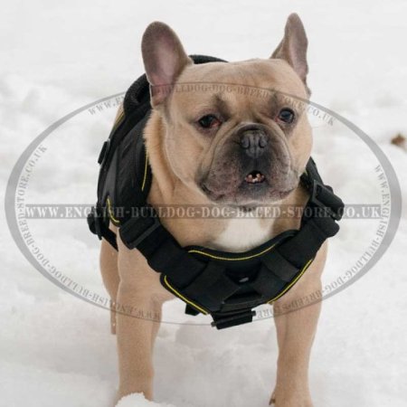 French Bulldog Best Harness for Daily Use and Training