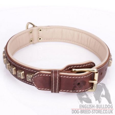 Leather Collar for English Bulldog "Cube" of Brown Color