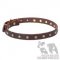 English Bulldog Collar with Brass Stars-Studs, Narrow Leather