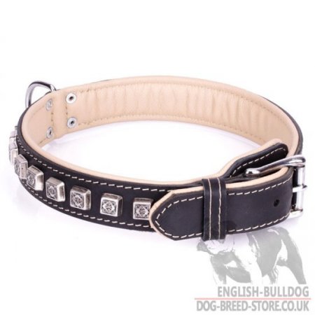 English Bulldog Dog Collar "Cube" with Nappa Padding