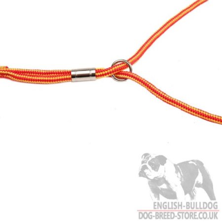 Bulldog Show Lead and Collar of Round Nylon 2-in-1