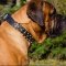 Bullmastiff Collar Leather Spiked and Studded, Exquisite Design