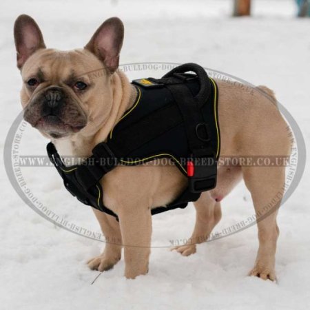 French Bulldog Best Harness for Daily Use and Training