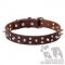 English Bulldog Collar Leather with Chromized Spikes and Stars
