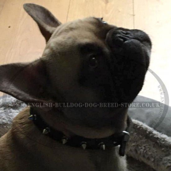 French bulldog 2024 spike collar