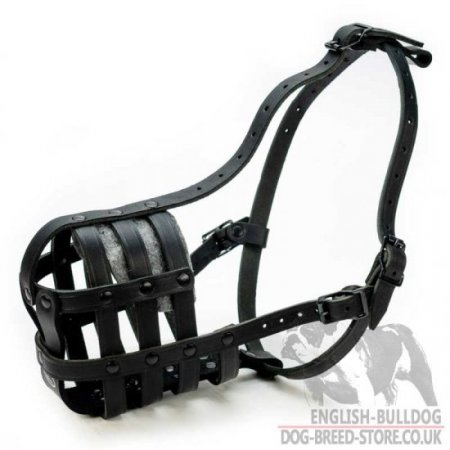 Dog Muzzle for Olde English Bulldog of Natural Leather