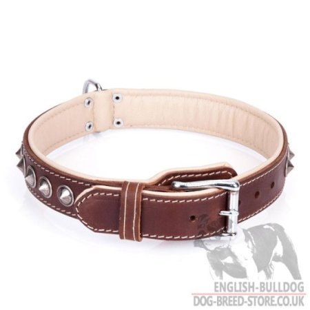 Dog Collar for English Bulldog of Nappa Lined Brown Leather "Cone"