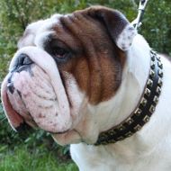 Wide Leather Dog Collar Caterpillar for English Bulldog