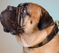 Large Dog Collar for Bullmastiff with Vintage Style Brass Plates