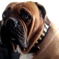 Bullmastiff Collars, Harnesses and Many Other Top Quality Gear From UK ...
