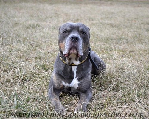 Alaunt Bulldog Collar