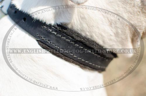 American Bulldog Collars for Sale