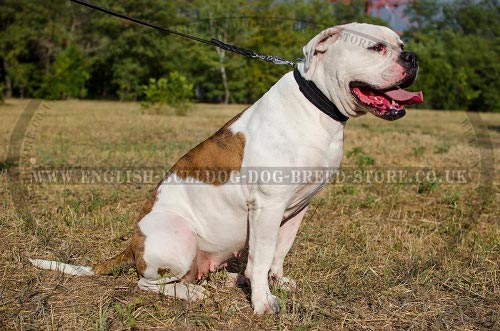 American Bulldog Collars UK