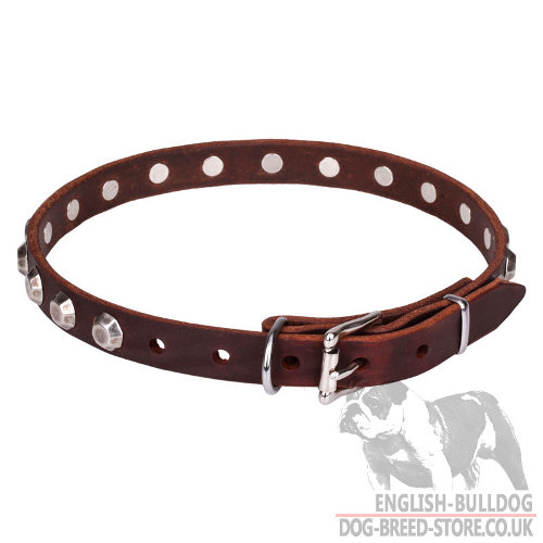 Best Collar for English Bulldog Puppy