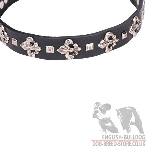 Best Collar for English Bulldogs