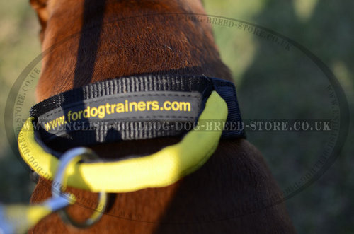 Best Dog Collar for a Boxer