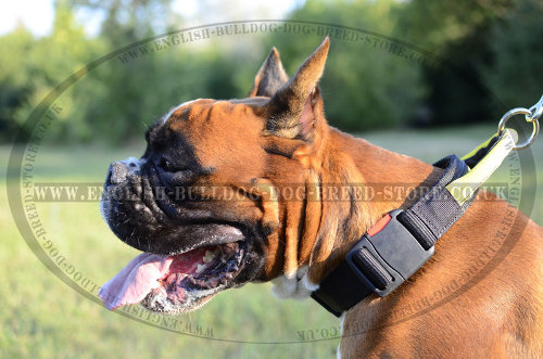 Best Dog Collar for Boxers