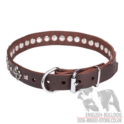 Best Dog Collar for English Bulldog