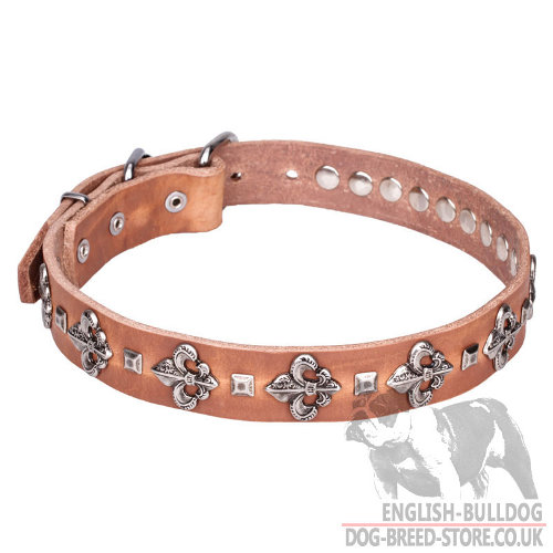 Best English Bulldog Collar