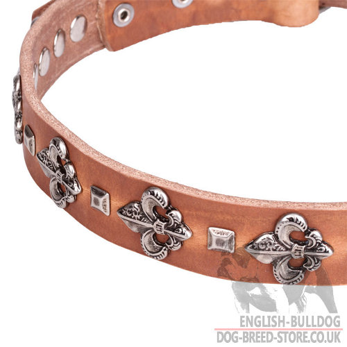 Best English Bulldog Collars