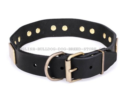 Best Collar for Bullmastiff UK