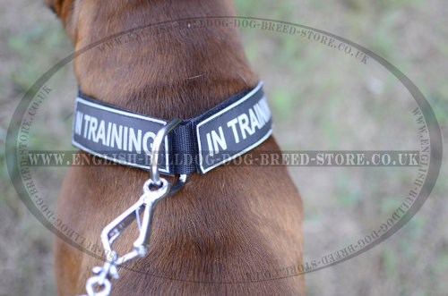 Boxer Dog Collars UK