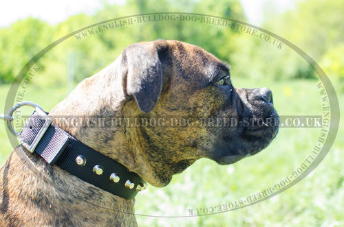 Boxer Dog Collars UK