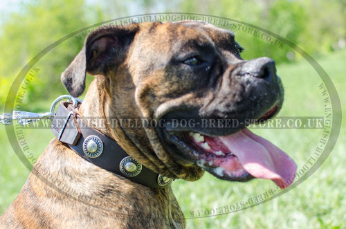 Boxer Dog Leather Collars