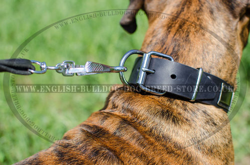 Boxer Dog Leather Collars