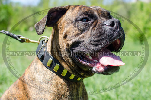 Boxer Leather Dog Collar