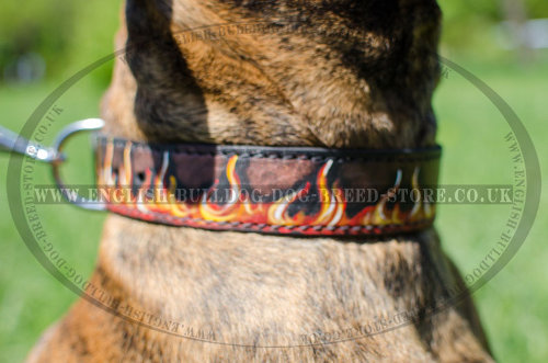 Boxer Leather Dog Collars