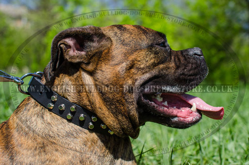 Boxer Leather Dog Collars