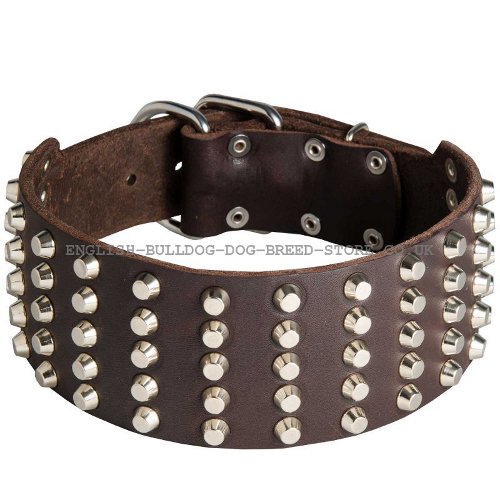 Bulldog Collar UK Massive