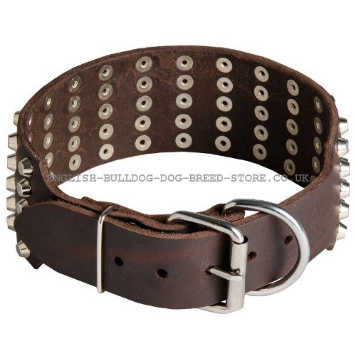 Bulldog Collars UK Massive