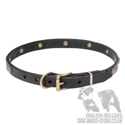 Buldog Collars UK with Studs