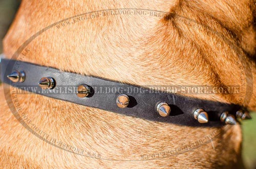 Bullmastiff Collars