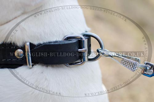 Collar for American Bulldog