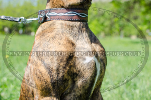 Custom Boxer Dog Collars