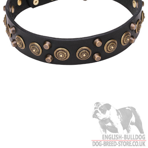 Dog Collar English Bulldog