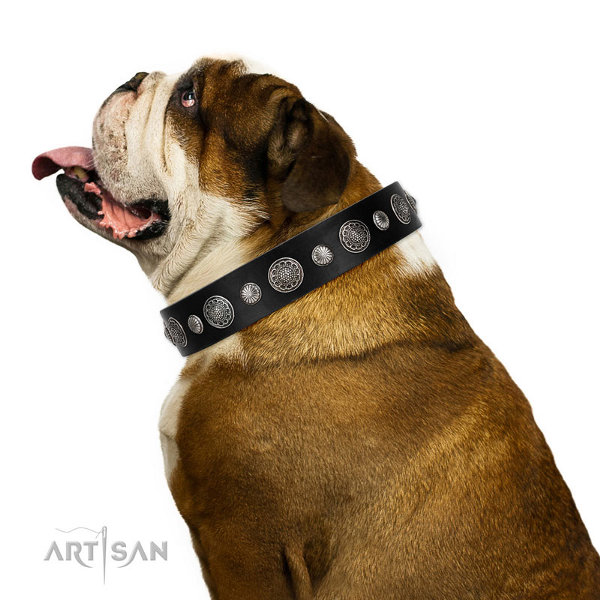 Dog Collar for English Bulldog