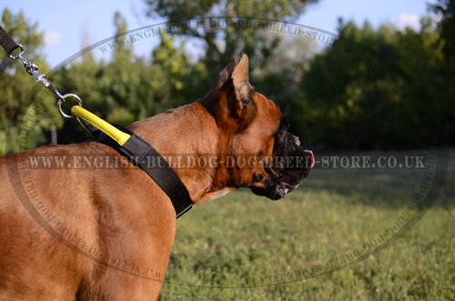 Dog Collars for a Boxer