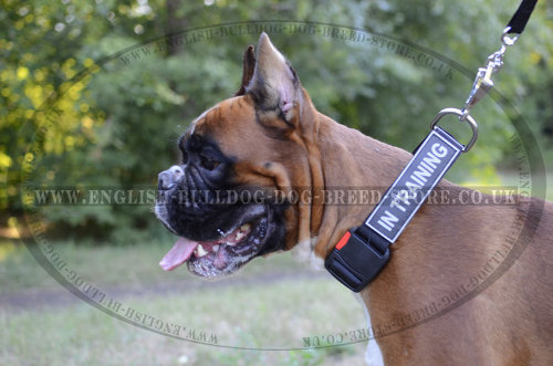 Dog Collars for Boxer Dogs